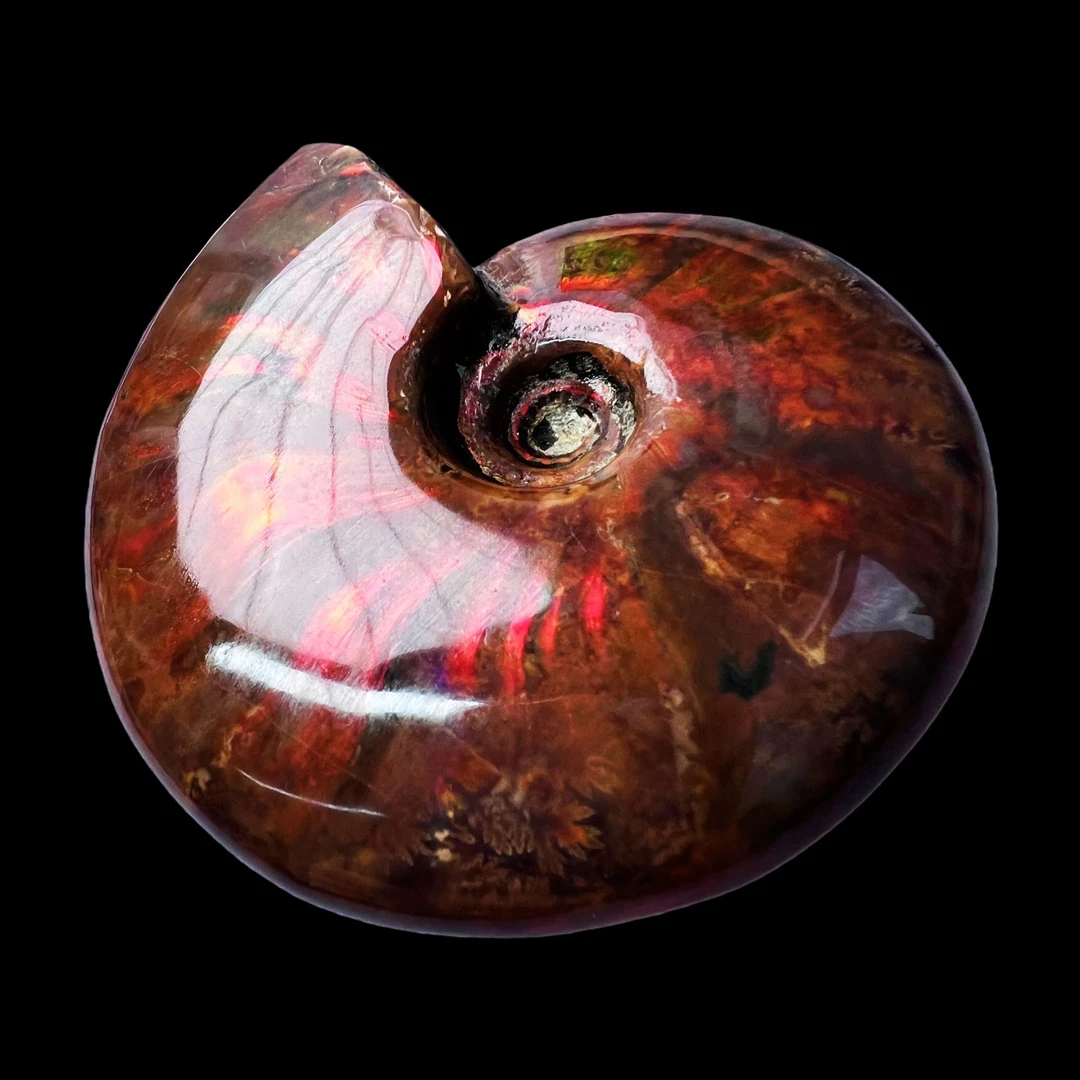 【 叶菊石（火凤凰）】85.8mm 马达加斯加 古贝壳 N-50 创意饰品 A19