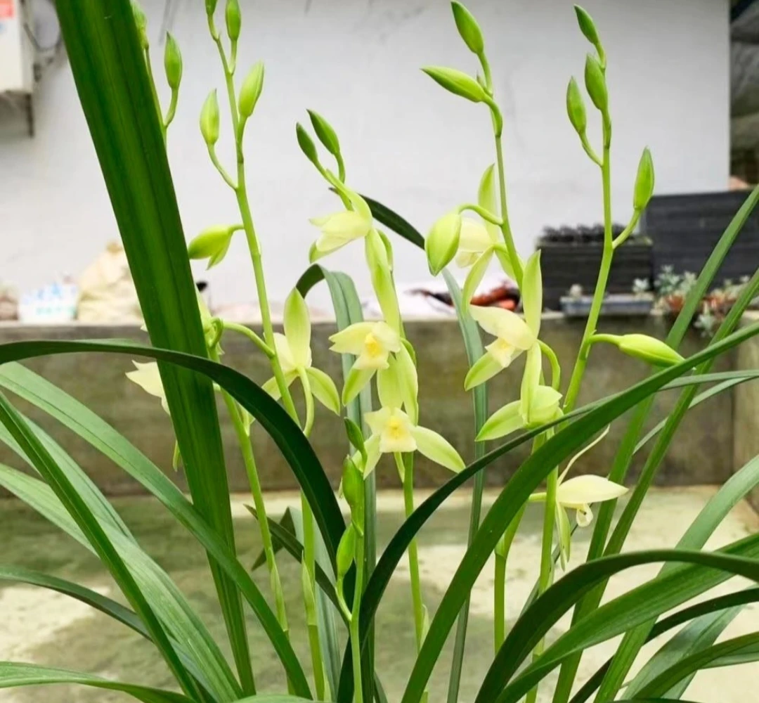 四季兰建兰好养浓香带苞兰花盆栽素花夏秋开花到