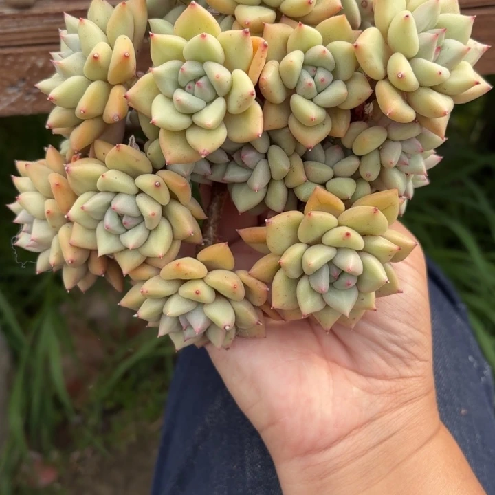 薛****?多肉植物象牙手捧