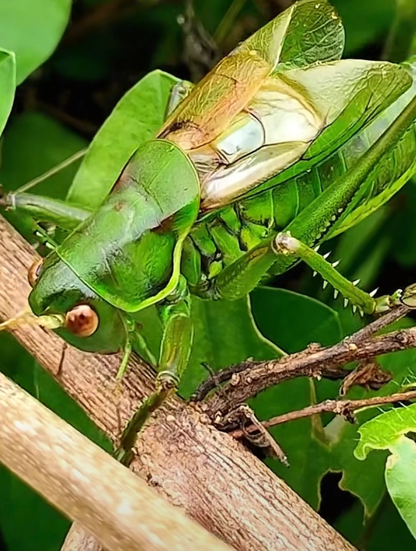 野生山青蝈蝈绿蝈蝈鸣虫偏远地区除外包残不包须