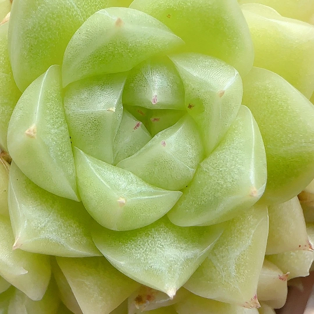 【闪购商品】1014-59包子优选麦杆孤品