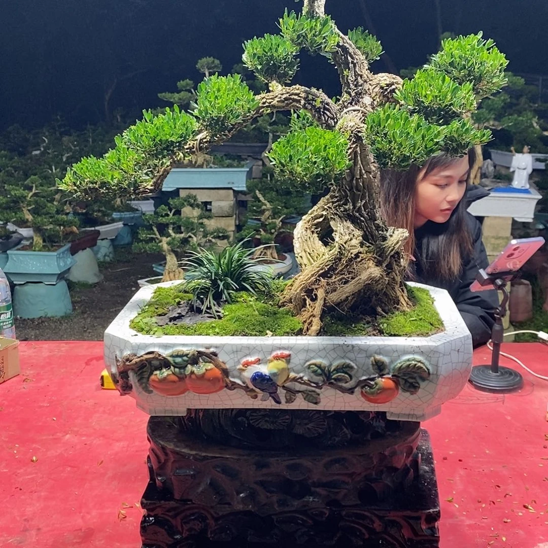 ***ㅤ完全开放广东黄杨盆景