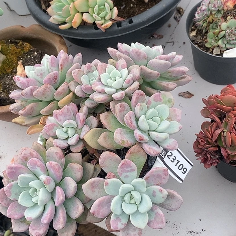 【闪购商品】花斑鹿23109