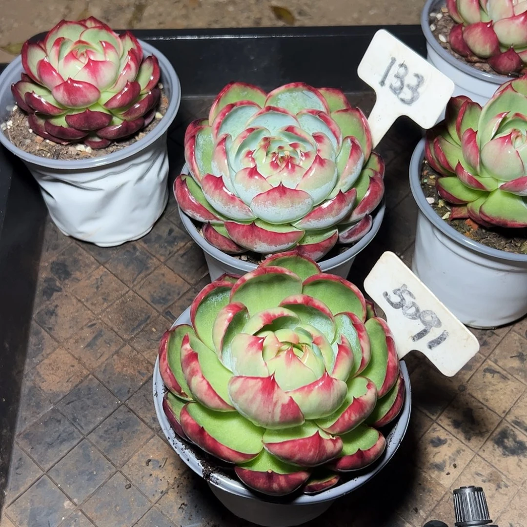 雨***莹惊鸿仙子5091.133号