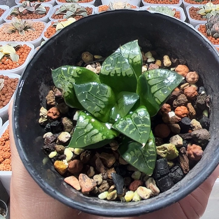 十二卷多肉画皮寿