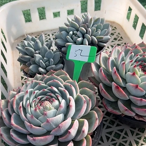 52一筐多肉肉植物脱土