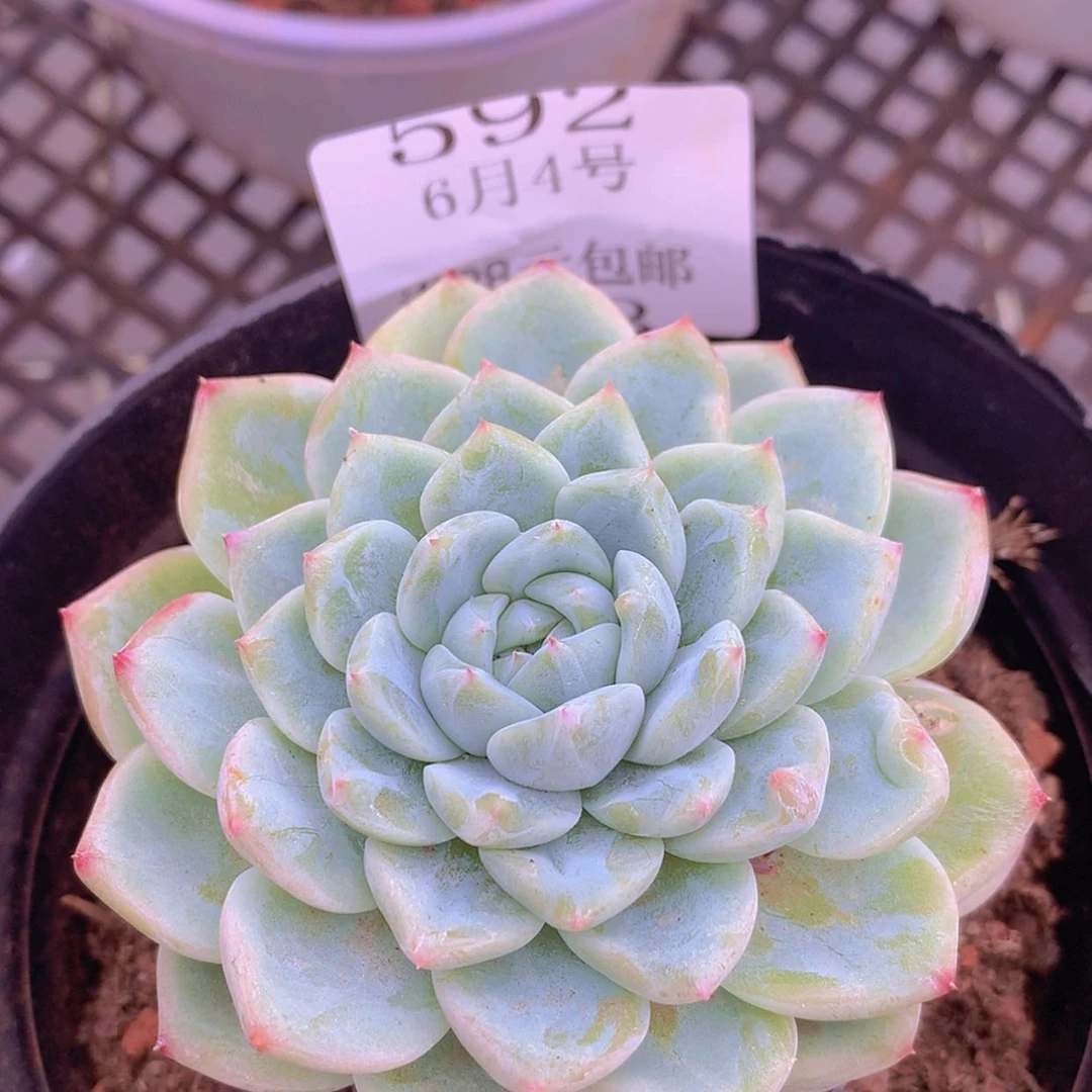 【闪购商品】云592