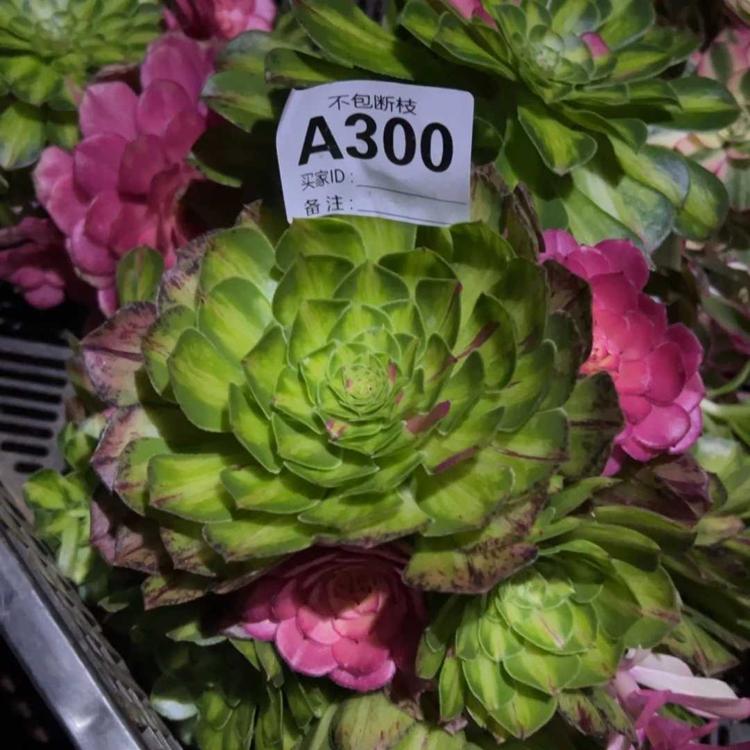 咔**响精品多肉植物300