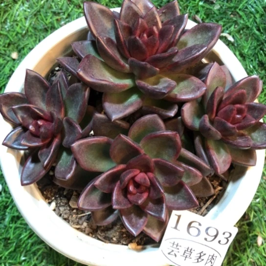 丰沛玫瑰，1693，一物一拍