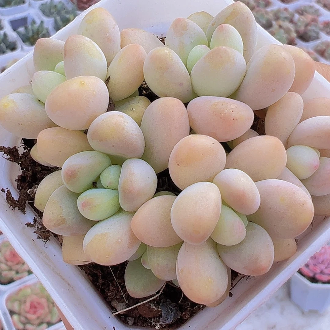 蛋糕奶酪5头起19包邮