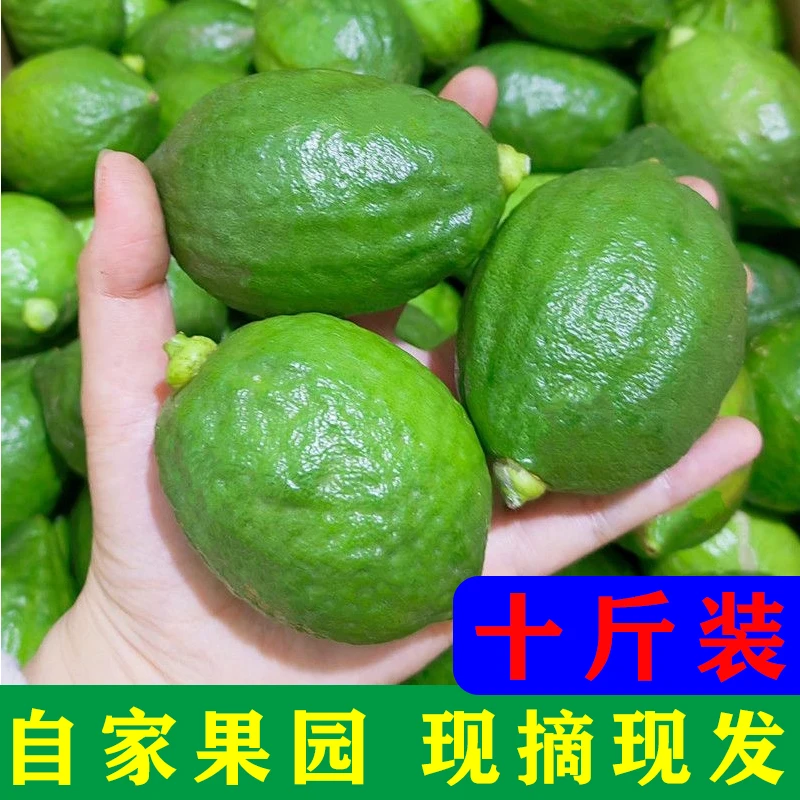 广东无籽香水柠檬茶专用连锁奶茶店同款基地现摘