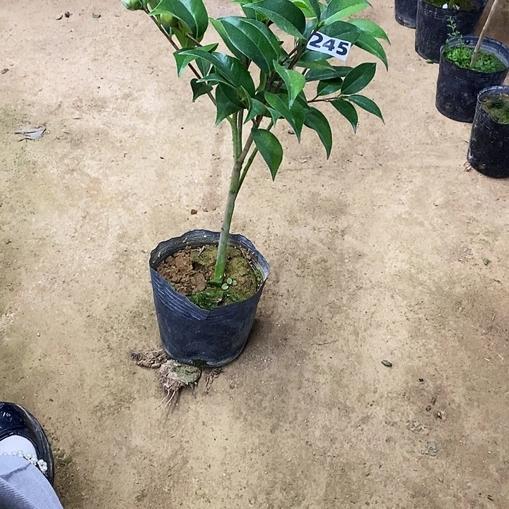 圣诞帽。245。