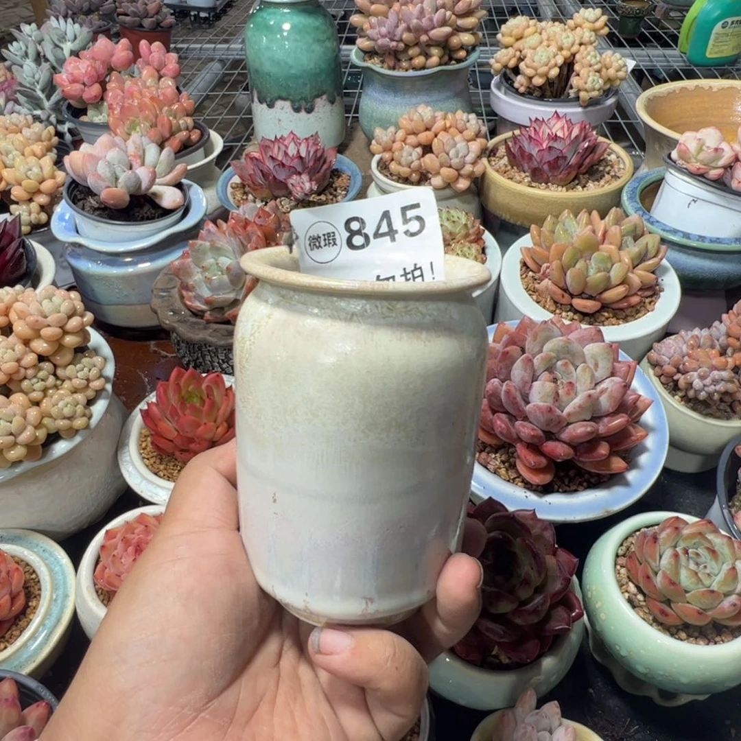 只随单或满50发货 内口5