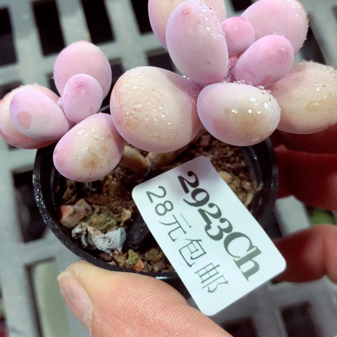 5厘米盆精控多肉2923