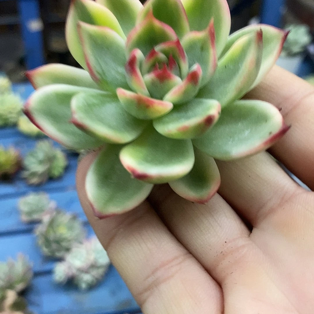 46桃花锦多肉植物哇啦塞