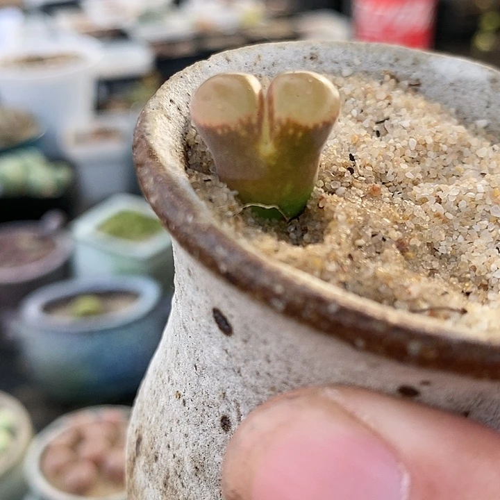 1780紫萝莉风铃一颗