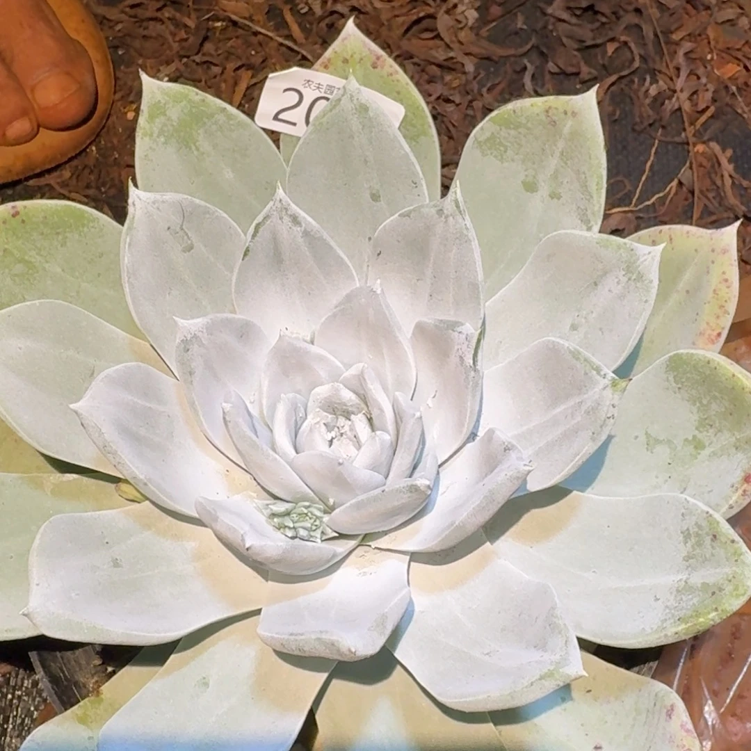 3代杂交仙女杯多肉