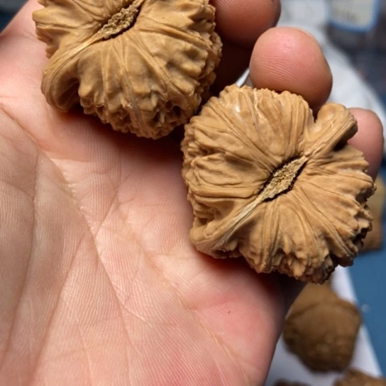 文玩核桃把件全品白狮子东