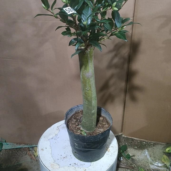 580露易斯贝蒂，原盆原土发货，不包邮