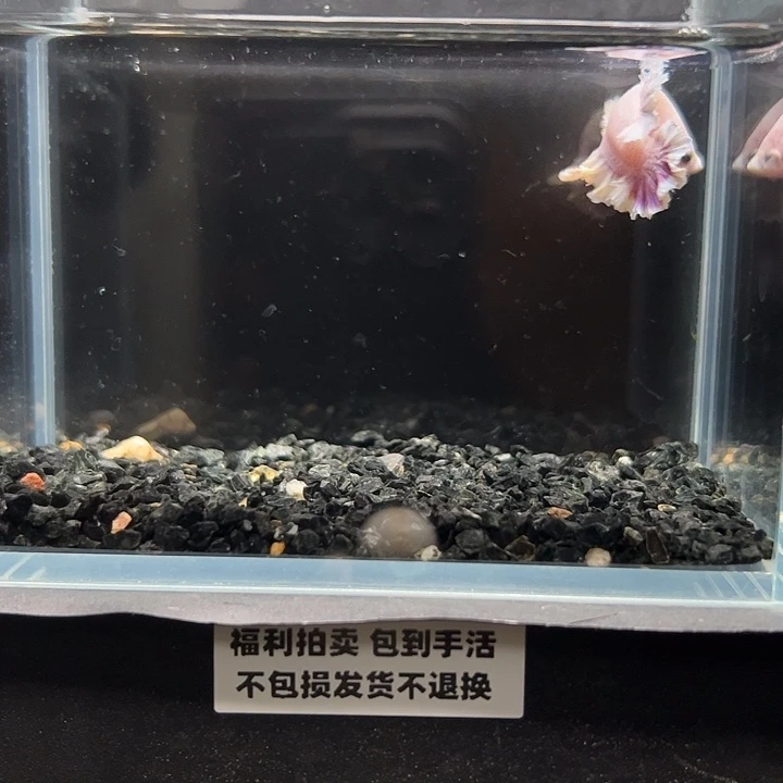 斗鱼竞拍跑单拉黑26日152