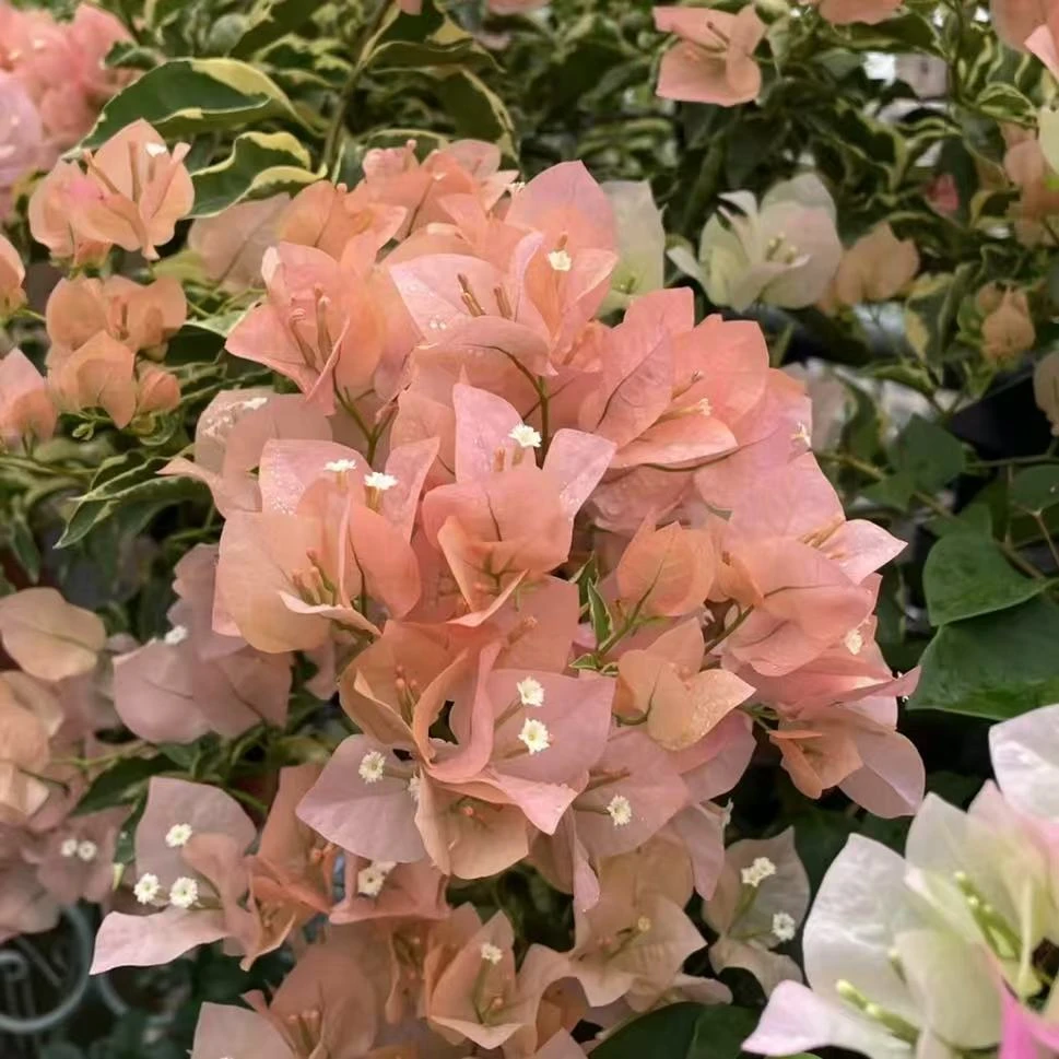 【祝星】三角梅-马斯 盆栽 耐热花卉四季开花阳台庭院植物