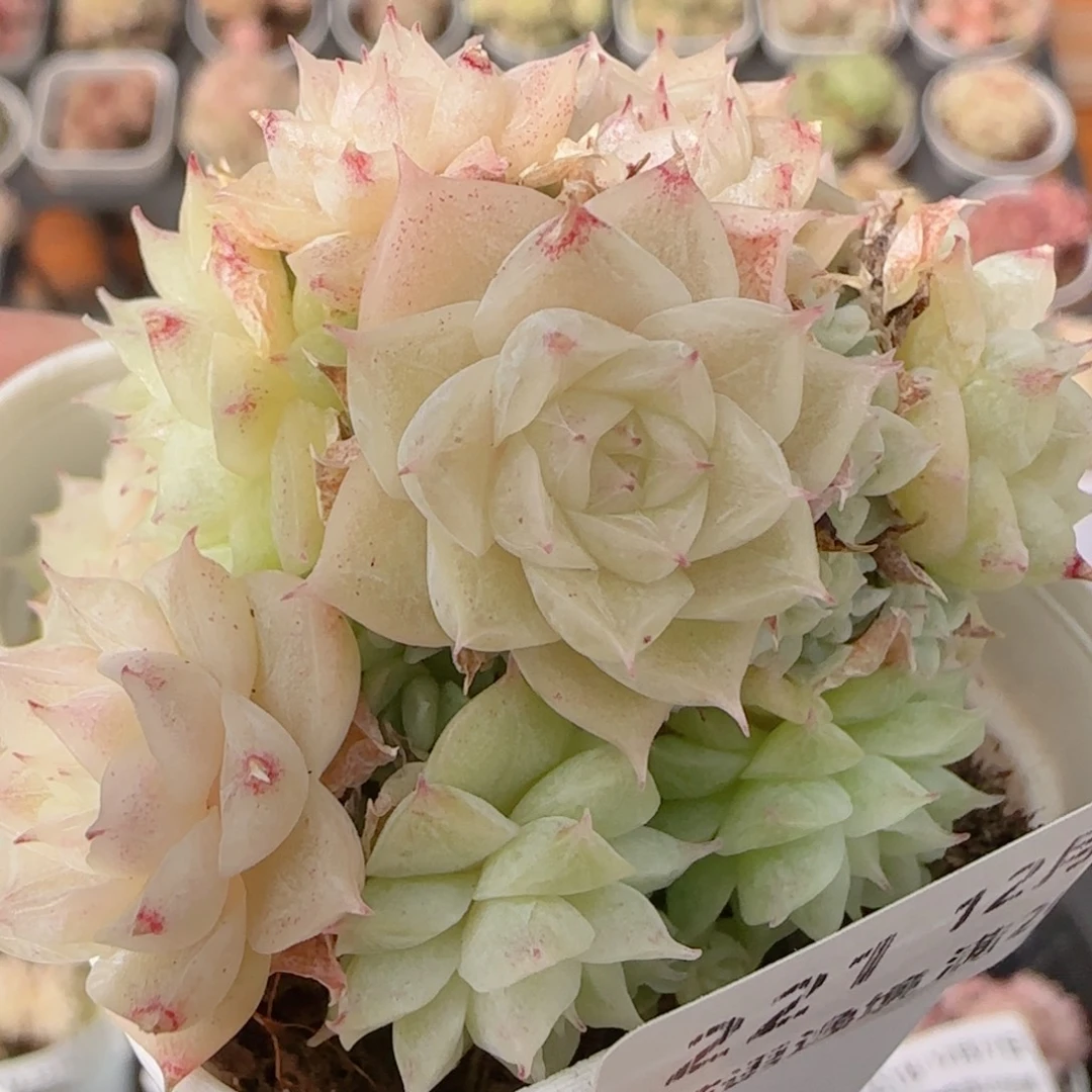 花语多肉1227-221散