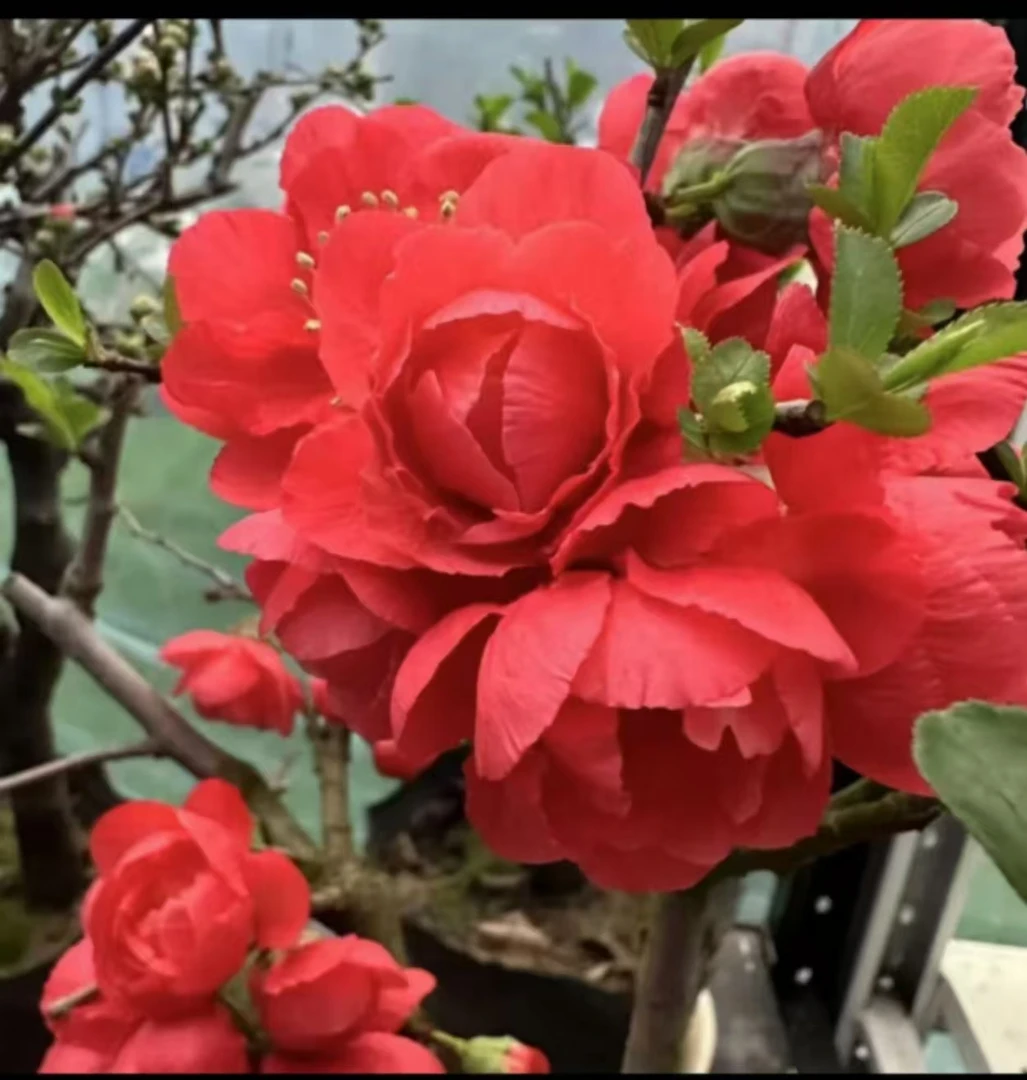 （爆花机器)红宝石海棠花长寿盆景花卉绿植年宵花