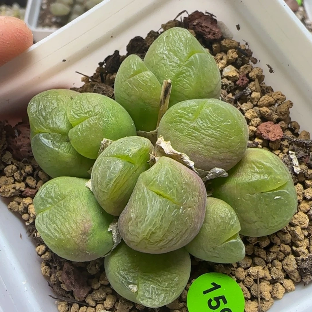毛翠滴大母本多肉植物159