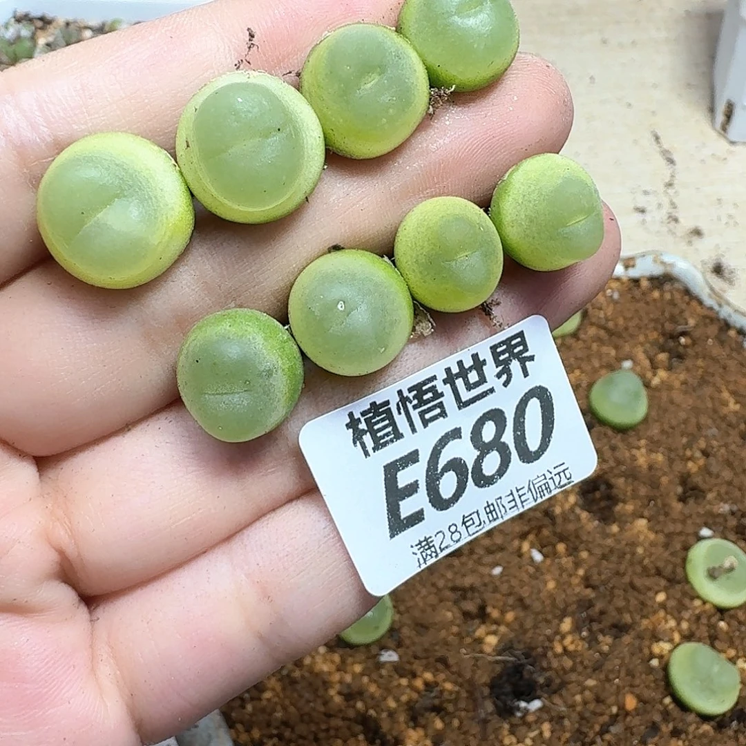 多肉植物的润泽fgb