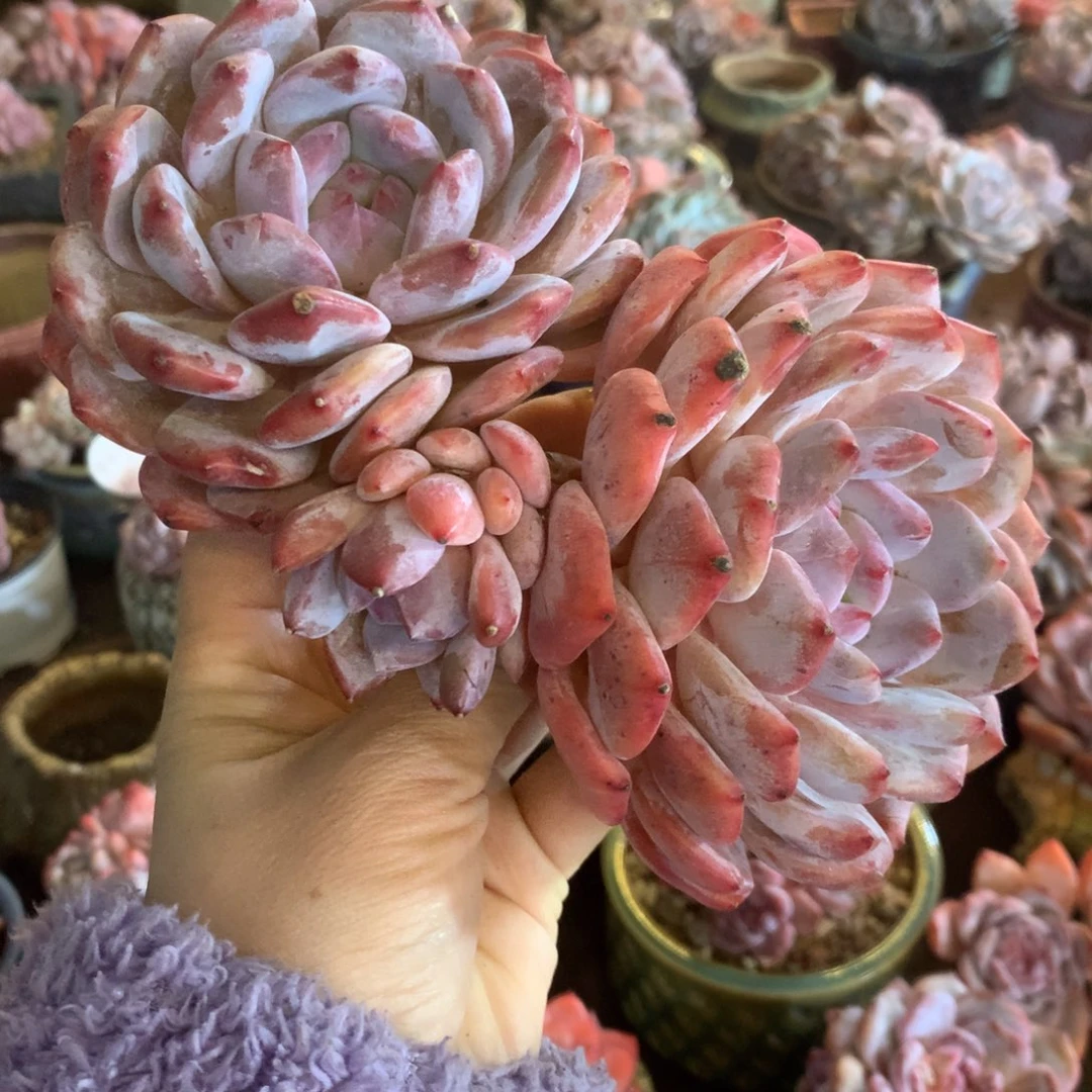 石榴籽哈哈哈哈哈哈哈哈哈，