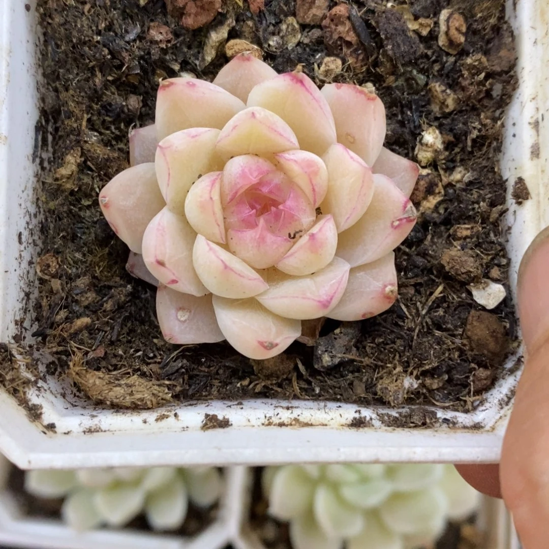 精品多肉一物拍不包整26