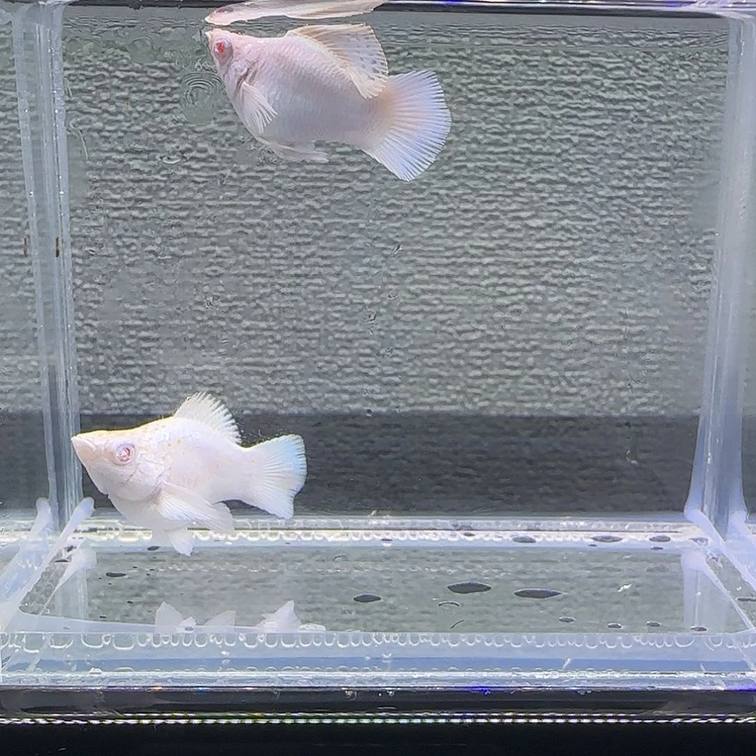 黑玛丽鱼樱花粉钻眼