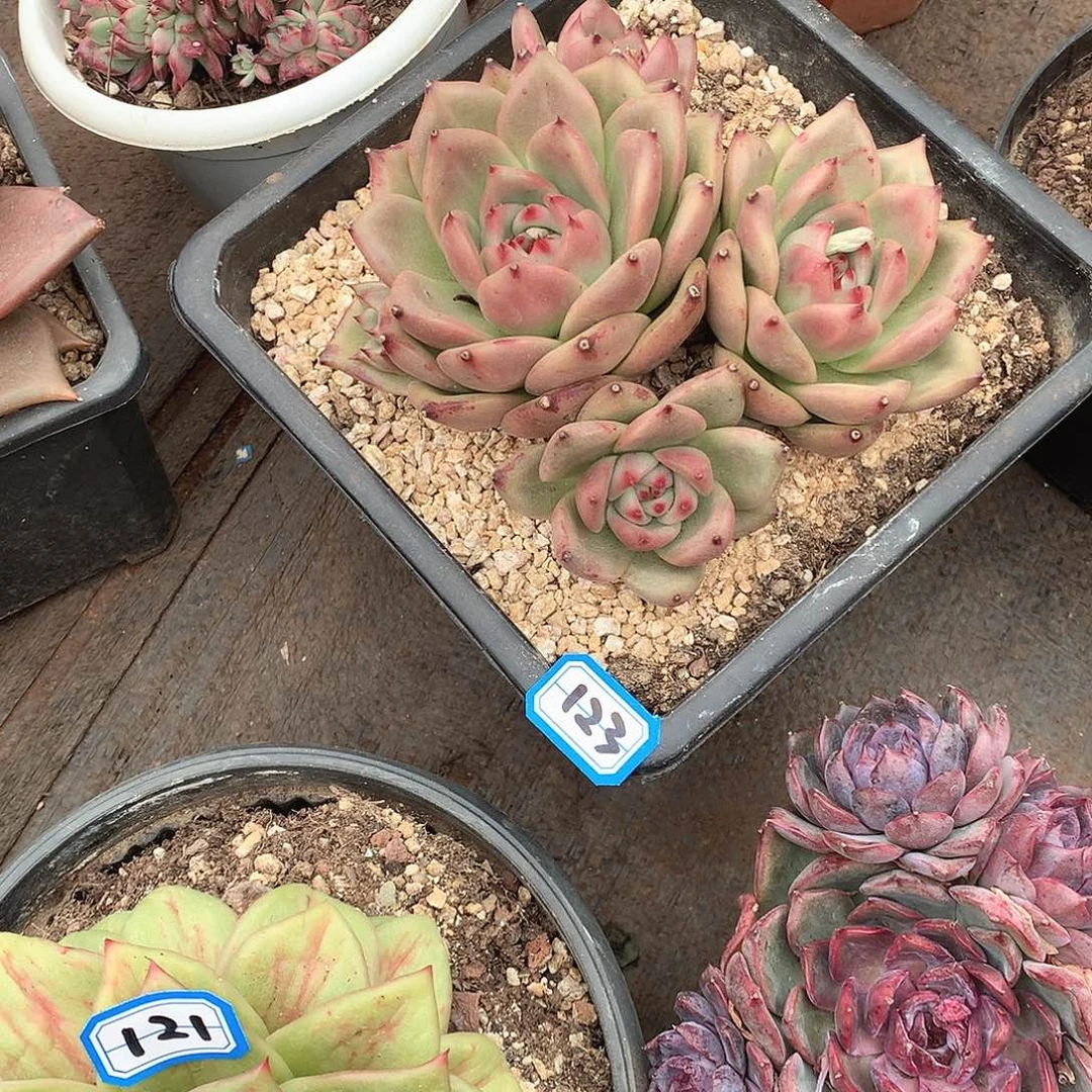 123 一物一拍多肉