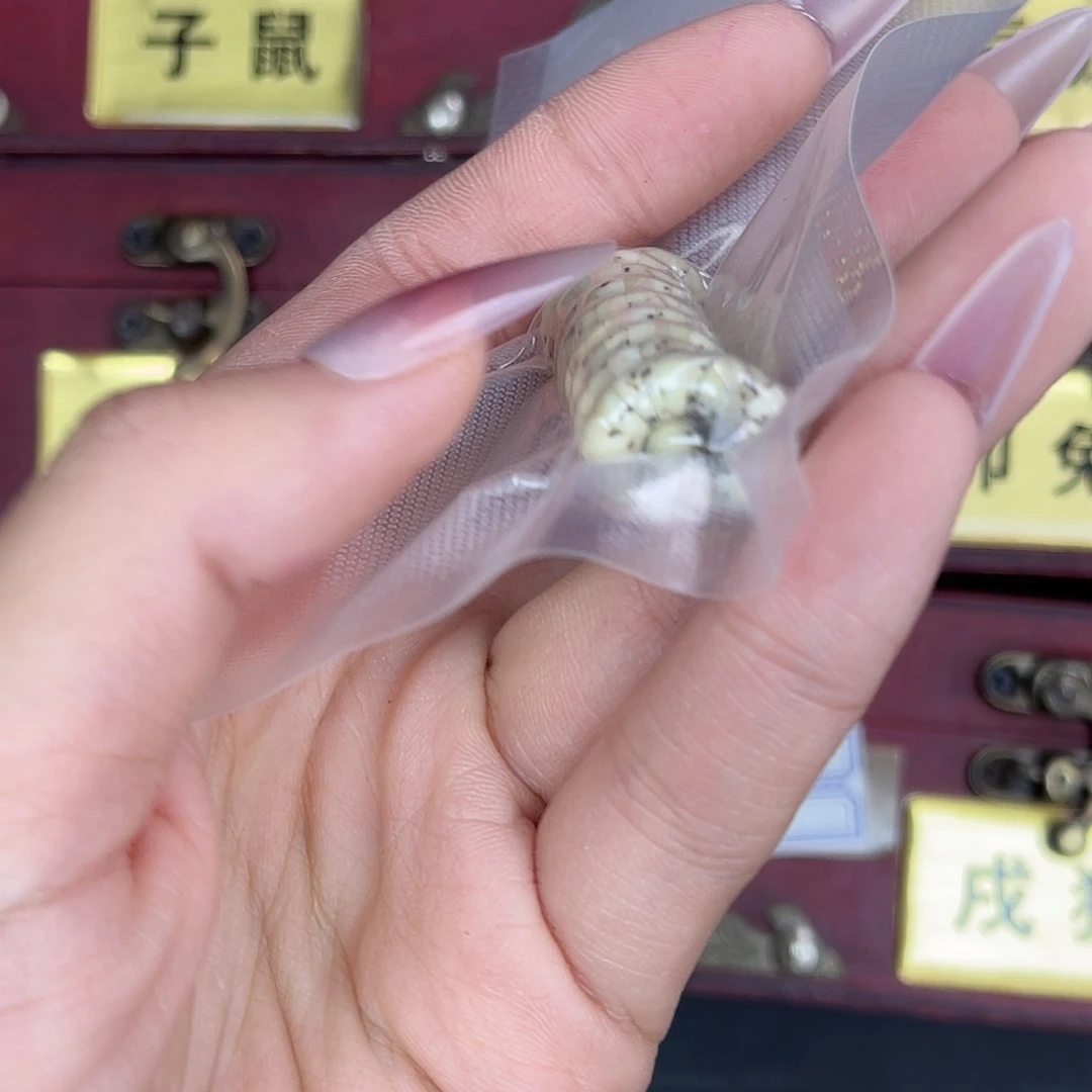 星月菩提吊坠数月