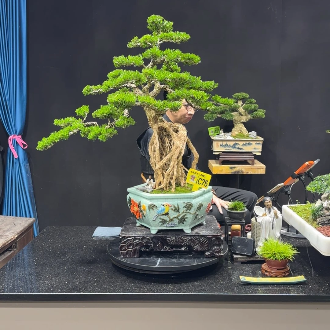 以实际为准黄杨室内室外盆景艺术