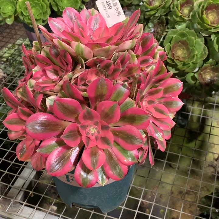 489粉女巫多肉植物特价