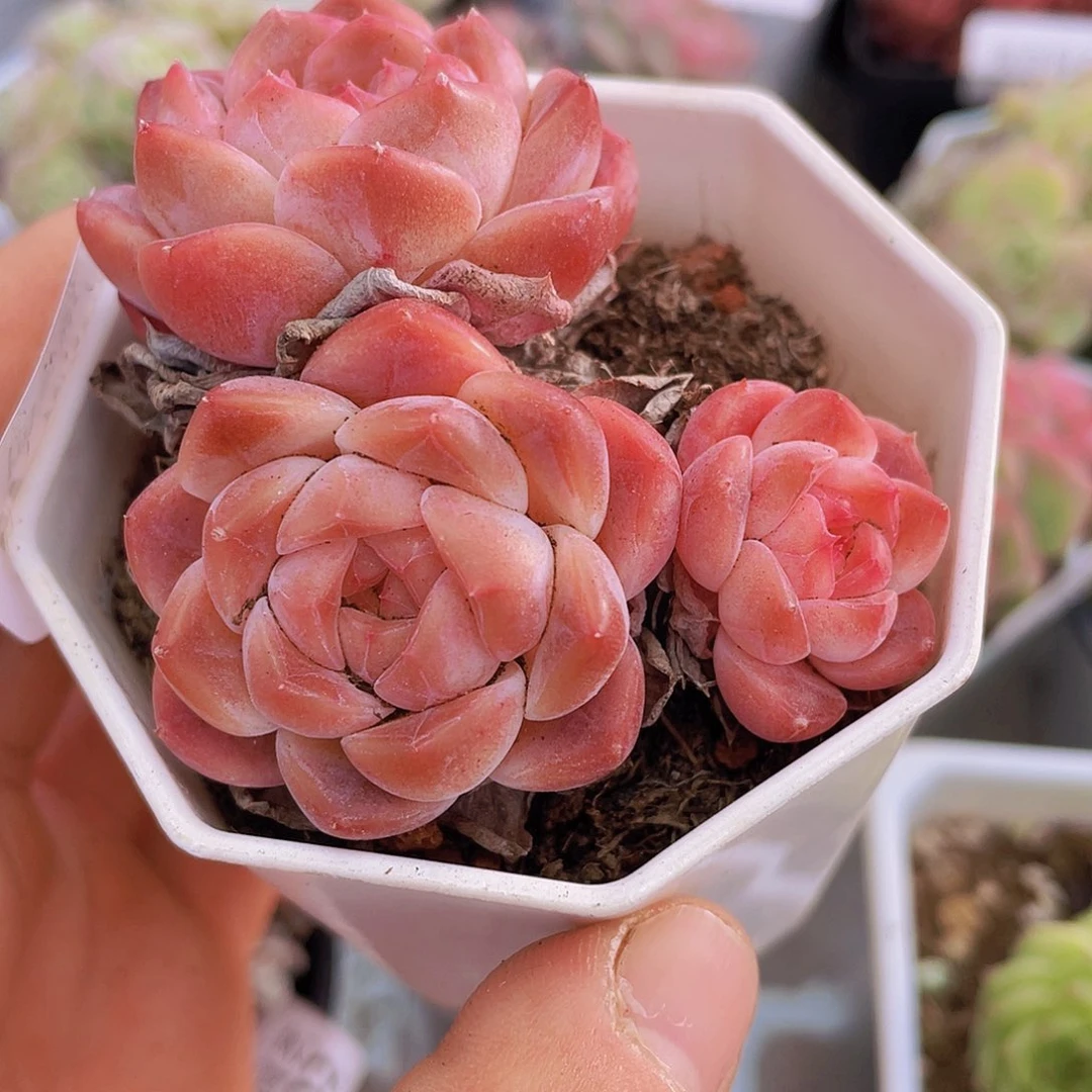 00000000000041量拍