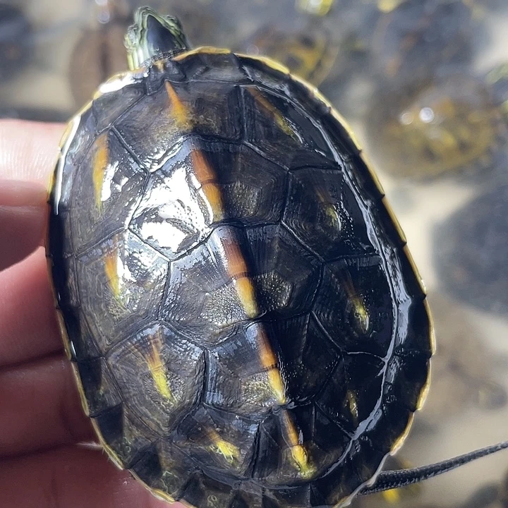 宠物龟不分公母花龟