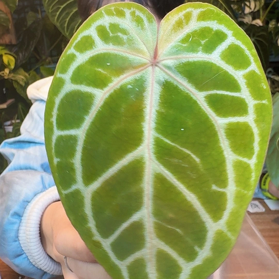 完全开放Z23粉柠檬杂小钻石