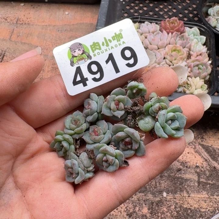 宁***️多肉植物多肉植物