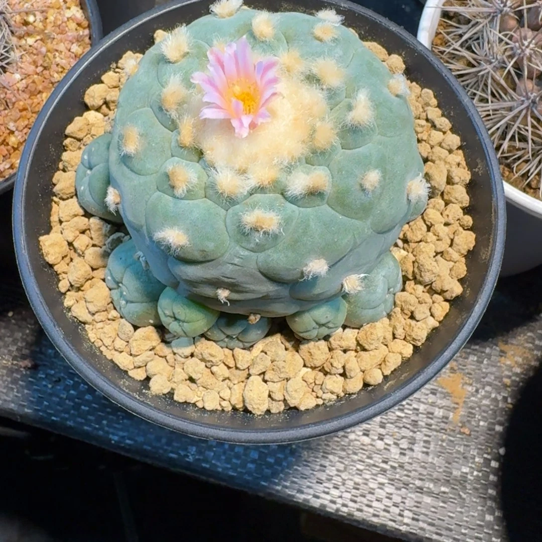 玉***祥仙人球一物一拍实生根