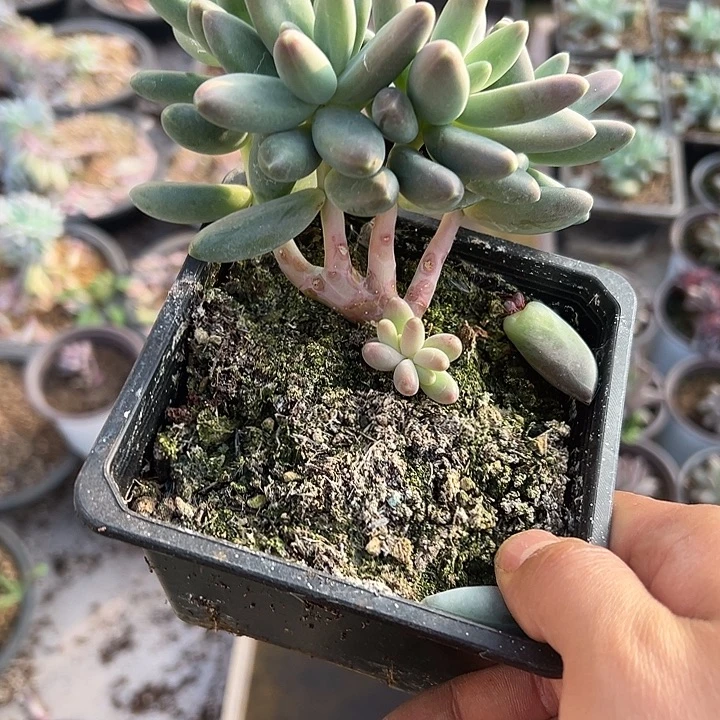 欧若拉群生多头多肉