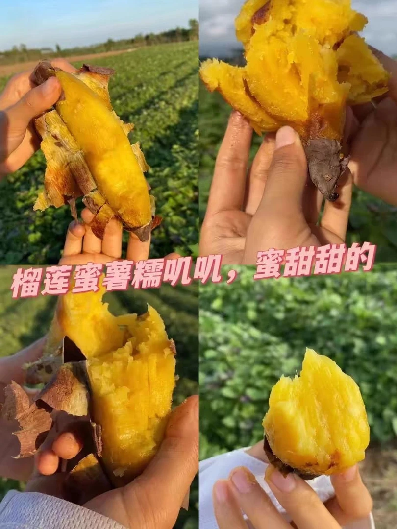 云南高山榴莲蜜薯1/3/5斤番薯