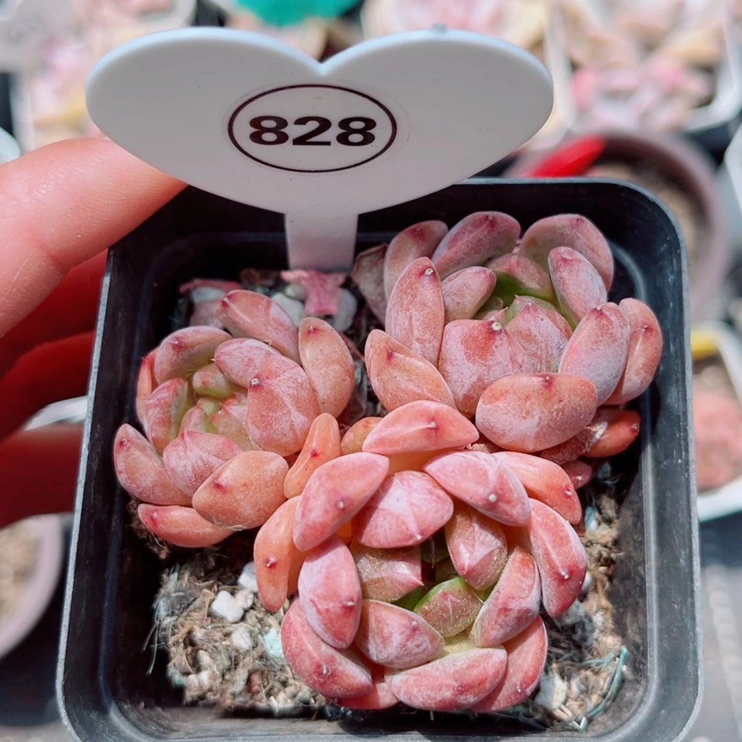 828号小老桩珍妮群