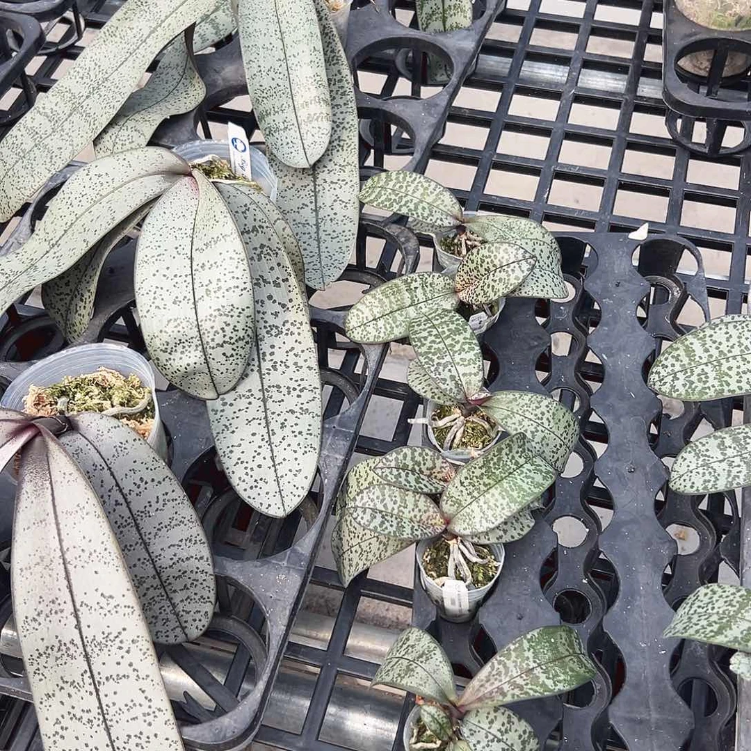 不开花植物爱丽丝2.5