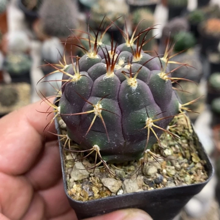 实生紫皮天子玉特价