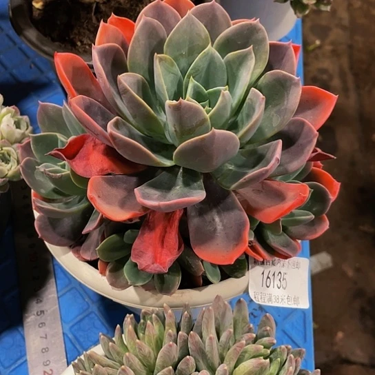 丽*梦蓝王子16135多肉