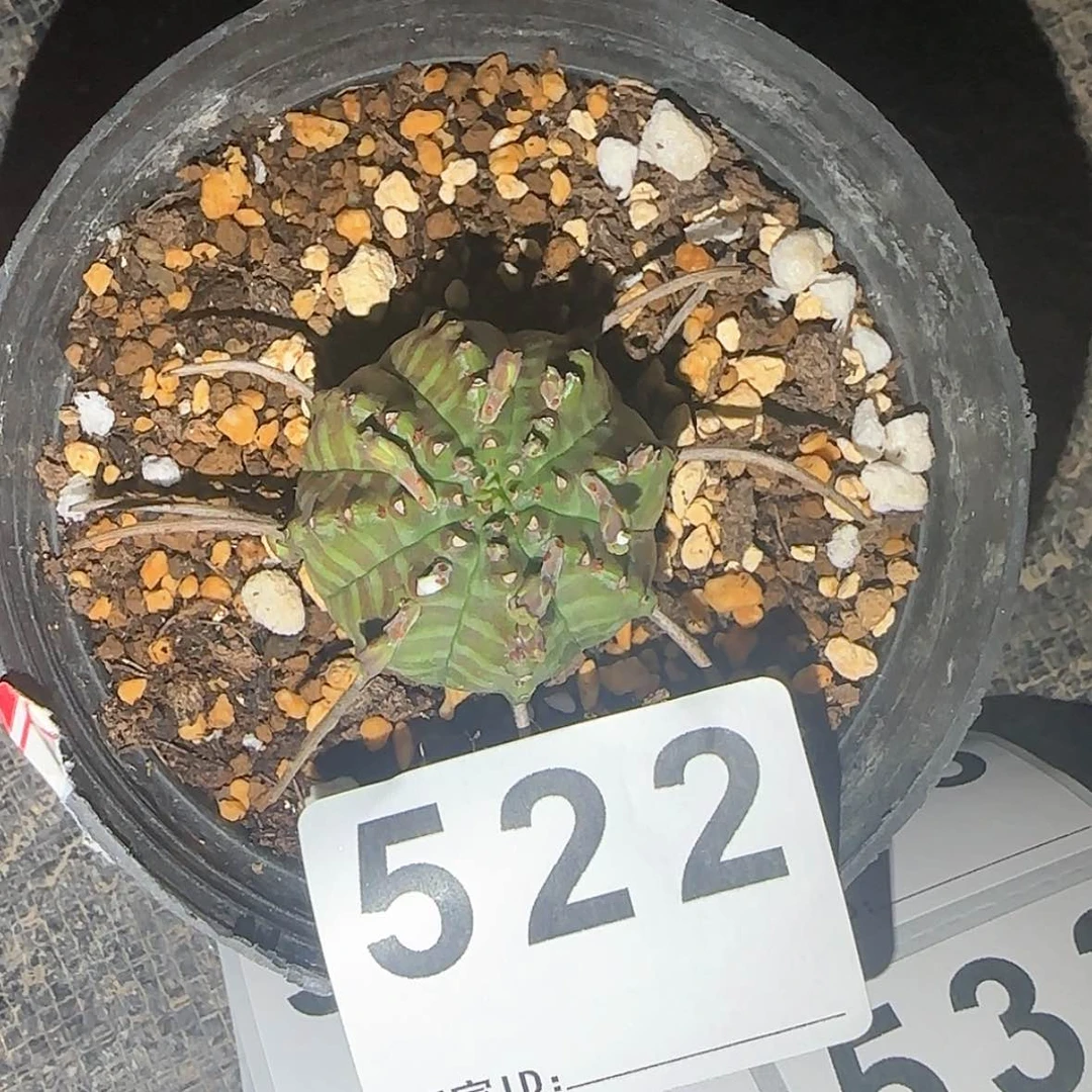 【闪购商品】毕**&块根植物布纹球