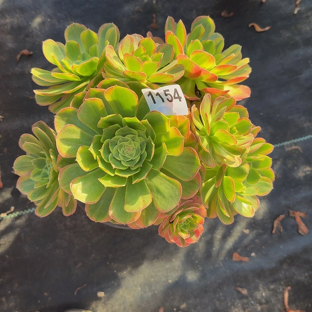 全部花朵吉****?1154奶白333冠服24左右