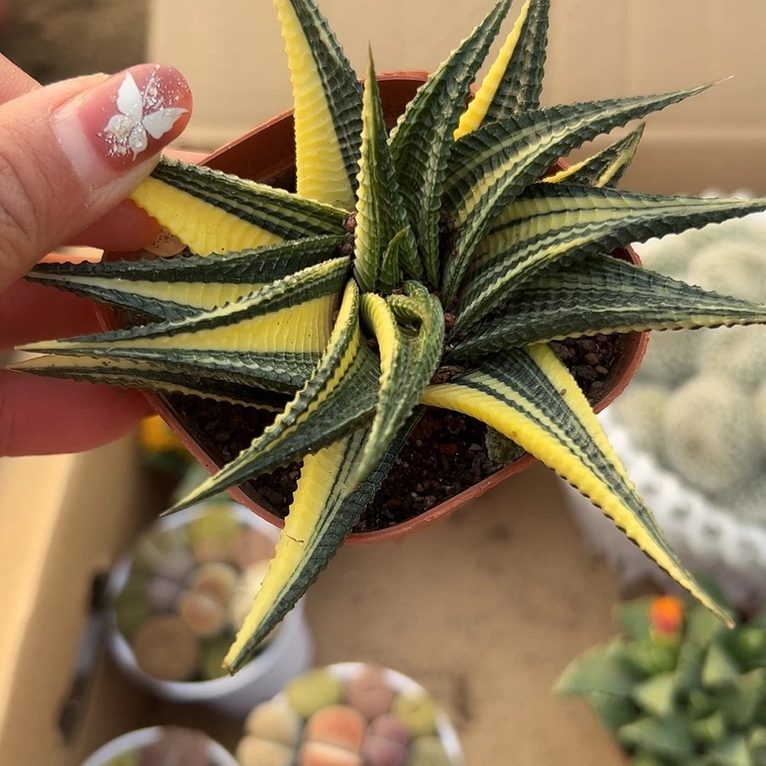 多肉植物琉璃殿锦